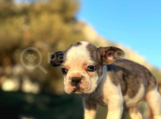Tam Korsan Mavi Gözlü French Bulldog görsel