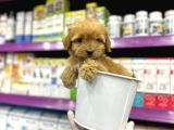 Korean Maltipoo Bebekler