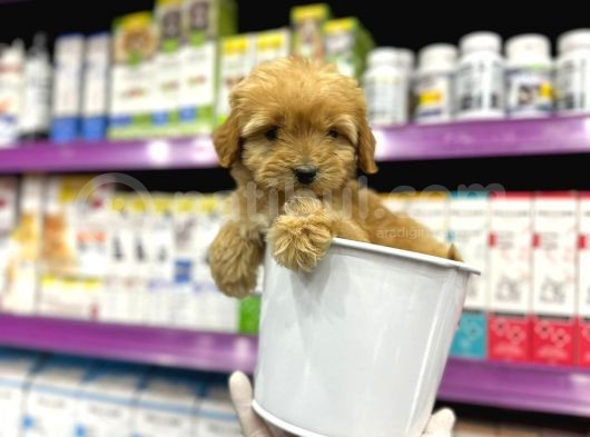 Korean Maltipoo Bebekler