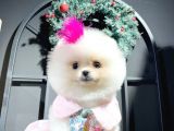 Ayı Surat Garantili Pomeranian