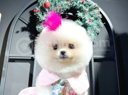 Ayı Surat Garantili Pomeranian görsel