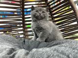 Brıtısh Shorthair Ve Blue Point Yavrularımız