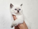 Brıtısh Shorthair Ve Blue Point Yavrularımız