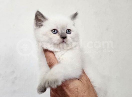 Brıtısh Shorthair Ve Blue Point Yavrularımız görsel