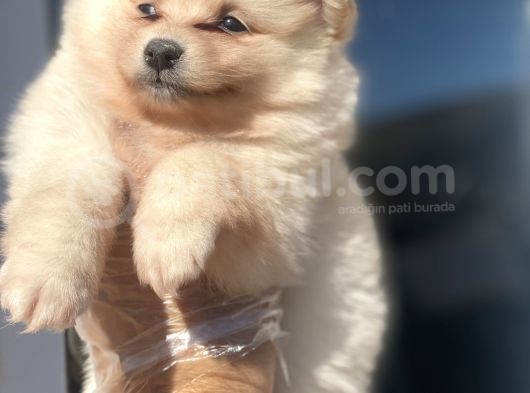 Pomerian Bebekler görsel