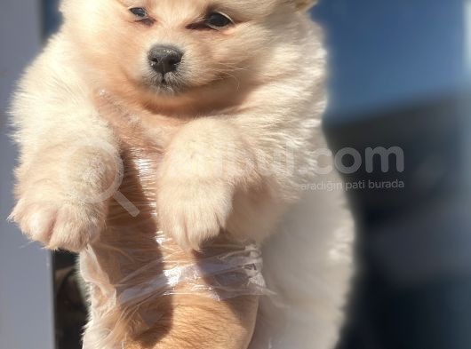 Pomerian Bebekler görsel