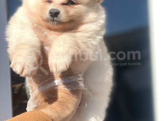 Pomerian Bebekler