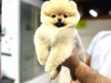 Üretim Çiftliğinden Pomeranian