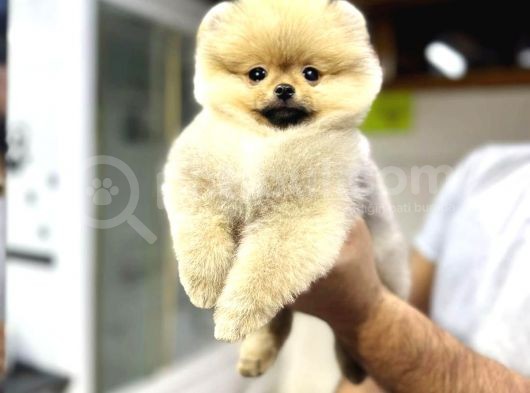 Üretim Çiftliğinden Pomeranian görsel