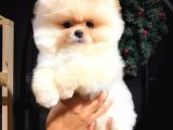 Üretim Çiftliğinden Pomeranian Boo