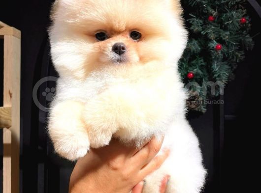 Üretim Çiftliğinden Pomeranian Boo görsel