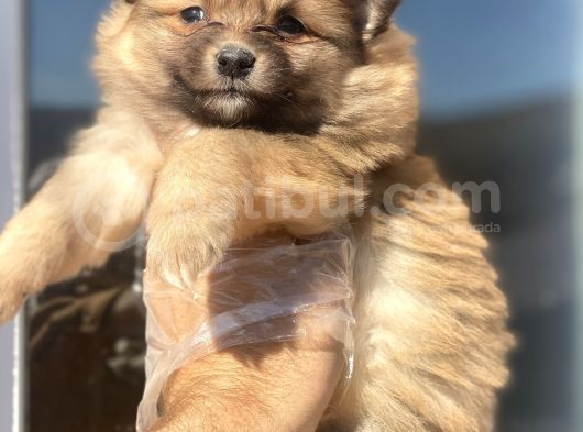 Pomerian Bebekler görsel