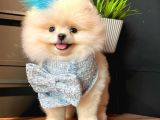 Üretim çitfliğinden teddy bear