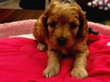 Güzel Yüzlü Maltipoo Bebeklerimiz