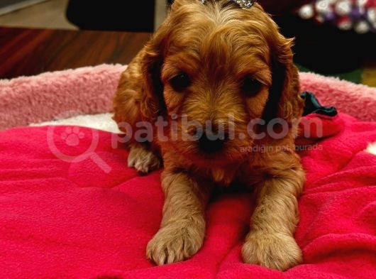 Güzel Yüzlü Maltipoo Bebeklerimiz görsel
