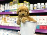 Korean Maltipoo Bebekler