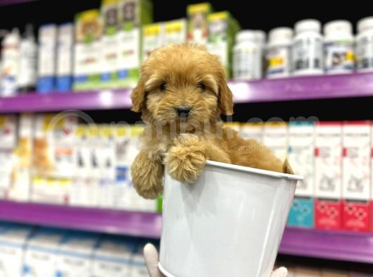 Korean Maltipoo Bebekler görsel