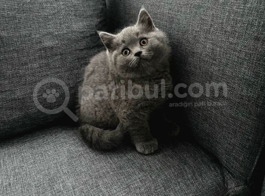 Brıtısh Shorthair Ve Blue Point Yavrularımız