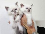 Brıtısh Shorthair Ve Blue Point Yavrularımız