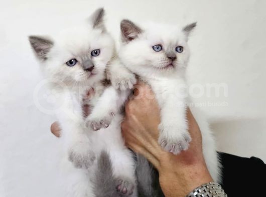 Brıtısh Shorthair Ve Blue Point Yavrularımız görsel