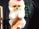 Üretim Çiftliğinden Pomeranian Boo