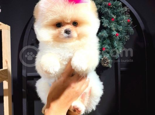 Üretim Çiftliğinden Pomeranian Boo görsel
