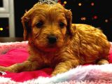 Güzel Yüzlü Maltipoo Bebeklerimiz