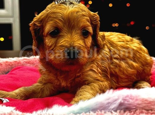 Güzel Yüzlü Maltipoo Bebeklerimiz görsel