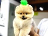 Üretim çiftliğinden pomeranian