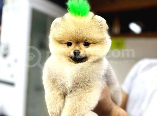 Üretim Çiftliğinden Pomeranian