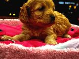 Güzel Yüzlü Maltipoo Bebeklerimiz