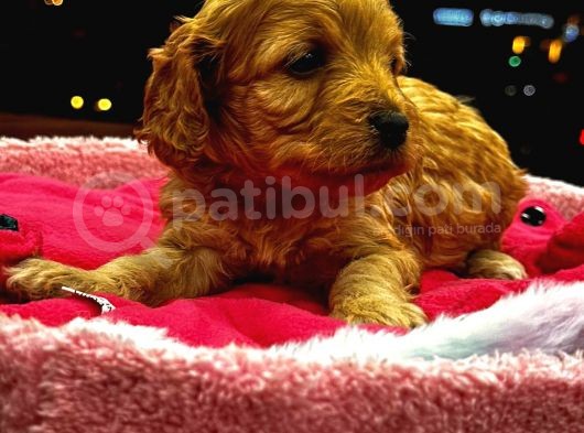 Güzel Yüzlü Maltipoo Bebeklerimiz