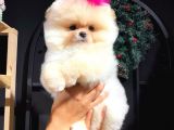 Üretim Çiftliğinden Pomeranian Boo