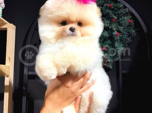 Üretim Çiftliğinden Pomeranian Boo görsel