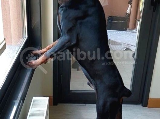 Fci̇ Secereli̇ Eği̇ti̇mli̇ Genç Erkek görsel