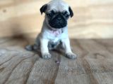 0 BURIN GÜL KUYRUK pUG YAVRULARI
