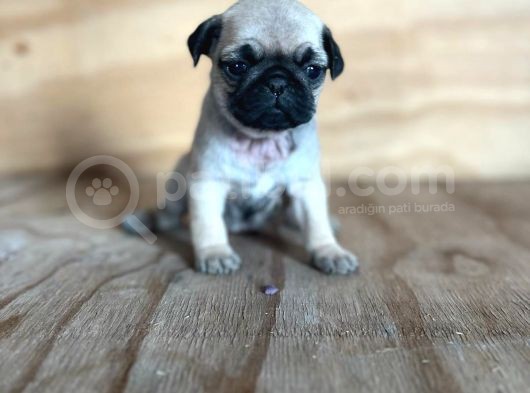 0 Burin Gül Kuyruk Pug Yavrulari