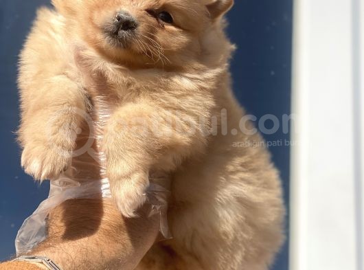 Pomerian Bebekler görsel