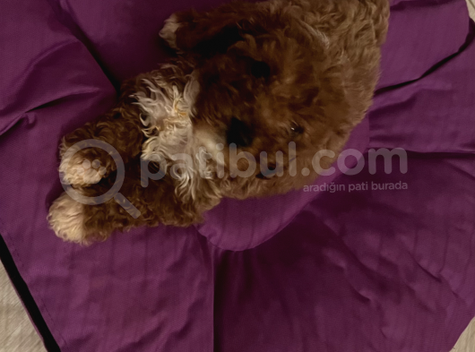 2 Aylık Toy Poddle görsel