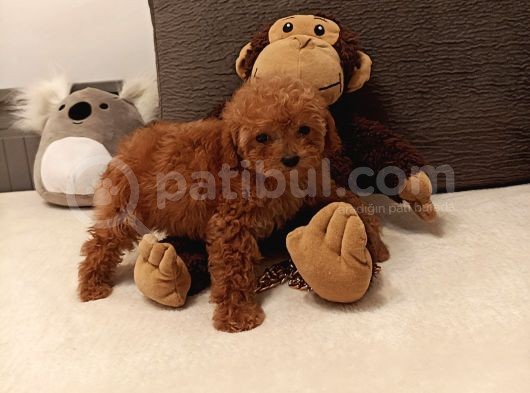 Toy Poodle Orijinal Peluş Dişi görsel