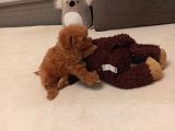 Toy Poodle Orijinal Peluş Dişi