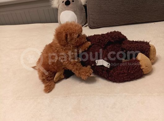 Toy Poodle Orijinal Peluş Dişi görsel