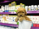Korean Maltipoo Bebekler