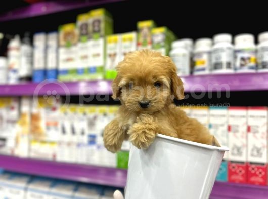 Korean Maltipoo Bebekler görsel