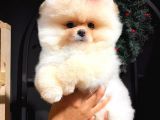 Üretim çiftliğinden pomeranian boo