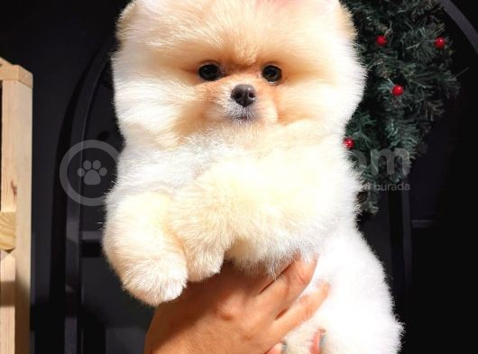 Üretim Çiftliğinden Pomeranian Boo