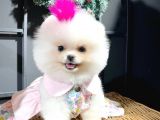 Ayı surat garantili pomeranian