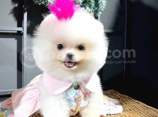 Ayı Surat Garantili Pomeranian