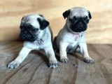 0 Burin Gül Kuyruk Pug Yavrulari