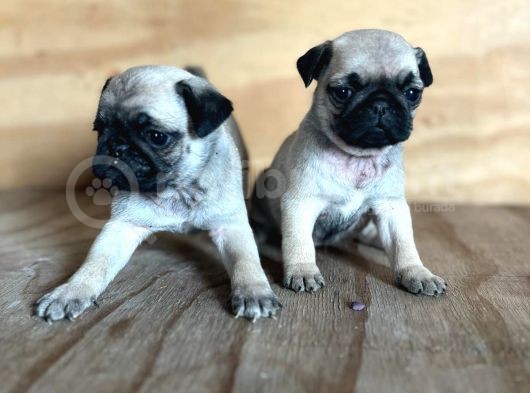 0 Burin Gül Kuyruk Pug Yavrulari görsel
